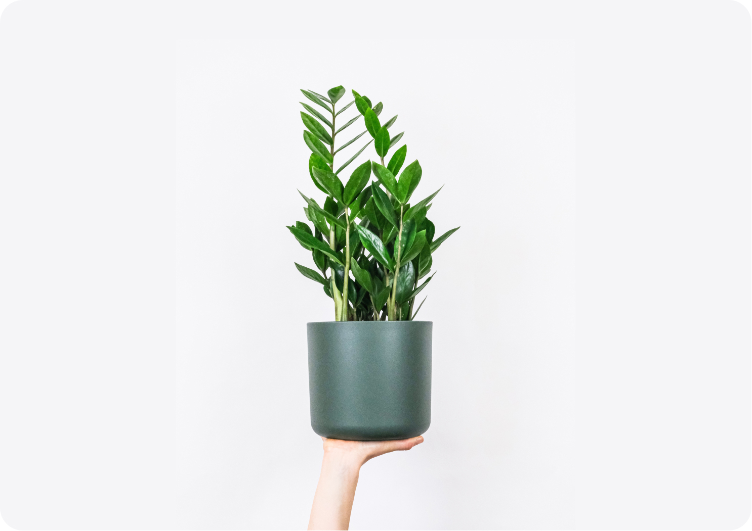 a zz plant being held by a hand